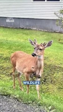 Partout aux États-Unis, on trouve des cerfs avec de grosses excroissances