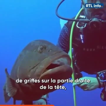 Un plongeur et un mérou nouent une amitié