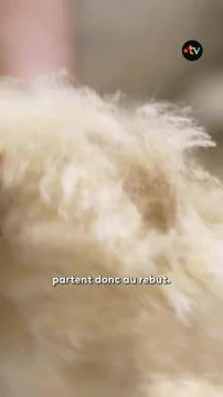 Un gâchis hallucinant : Cet éleveur est obligé de jeter sa laine