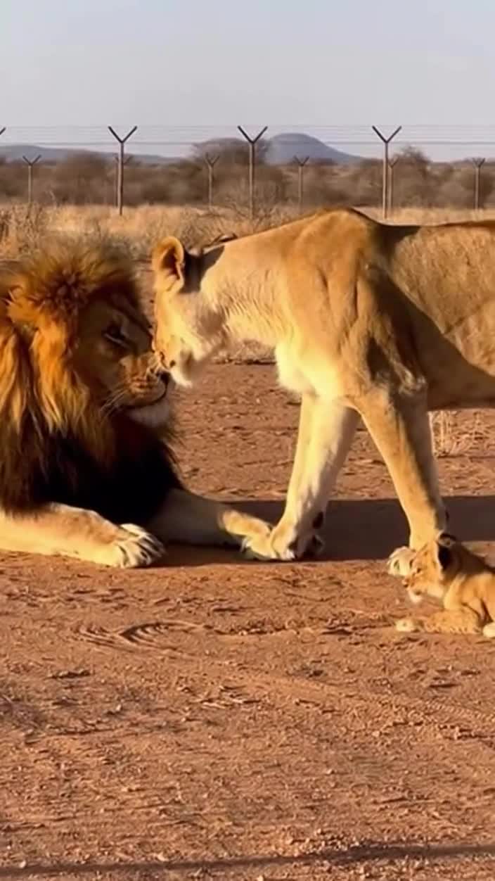 Touche pas à mon petit !
