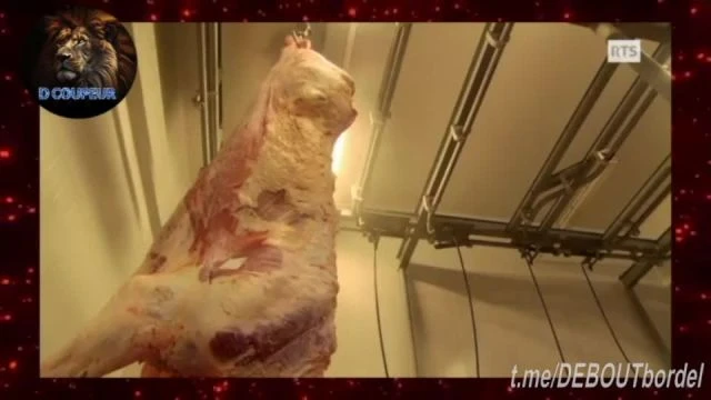 CHANGE DE NOURRITURE ET SURTOUT DE MUSIQUE