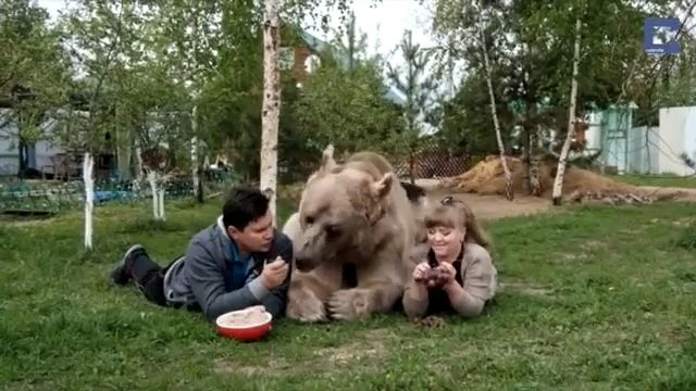 Ours Stepan de compagnie