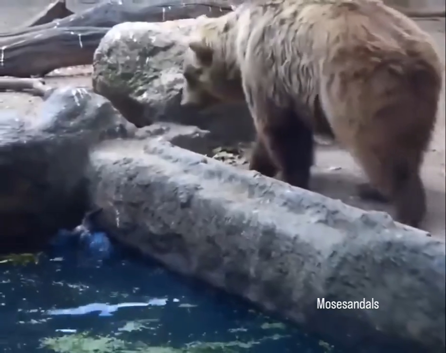 Un ours aperçoit un corbeau en train de se noyer