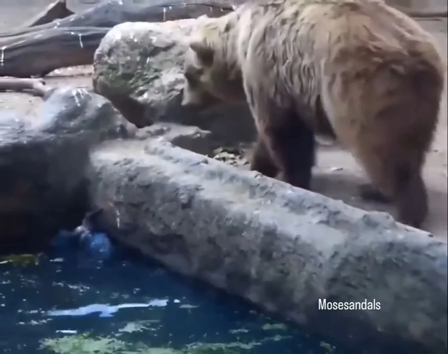 Un ours aperçoit un corbeau en train de se noyer