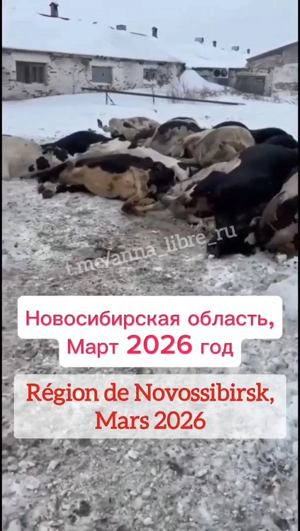 La chanson « Quarantaine à Ordynsky » est devenue virale