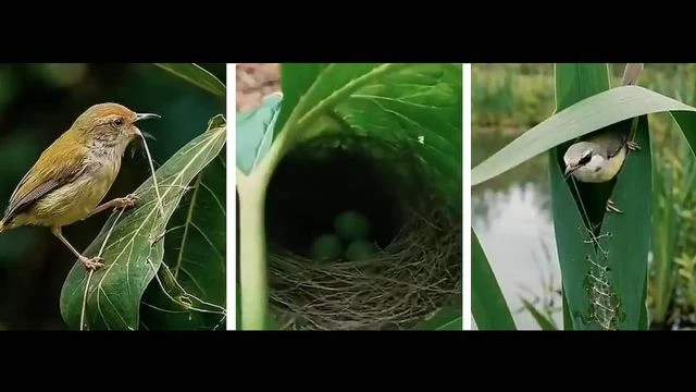 L'oiseau qui coud son propre nid