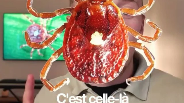 Explosion des cas de syndrome d'Alpha-Gal - les maladies transmises par les tiques