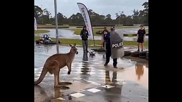 Police vs Kagaroo Kangourou Oupses