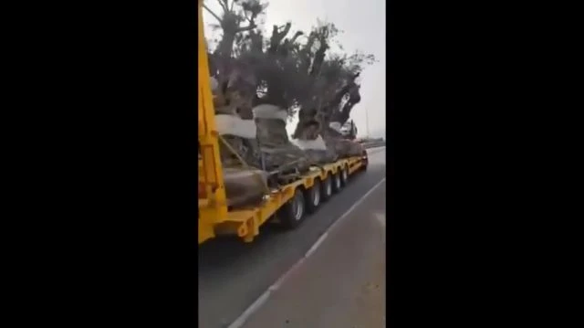 Des Israéliens ont commencé à voler des oliviers dans le sud du Liban