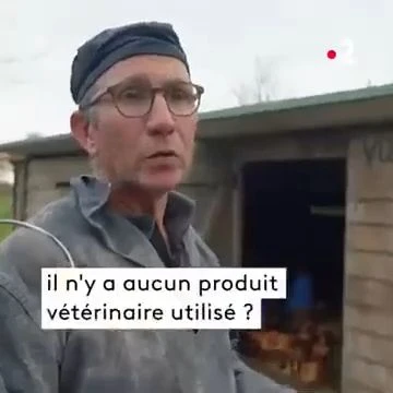 Sauve qui poule
