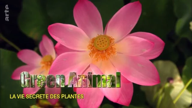 La vie secrète des plantes 1 sur 3 Propagation