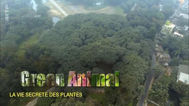 La vie secrète des plantes 2 sur 3 Alimentation