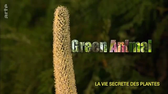 La vie secrète des plantes 3 sur 3 Reproduction