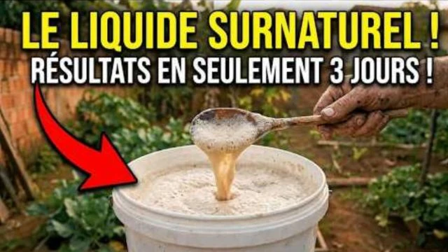 Riz Fermente - La recette Azteque qui fait pousser les plantes deux fois plus vite